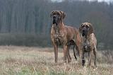 DOGUE ALLEMAND 667